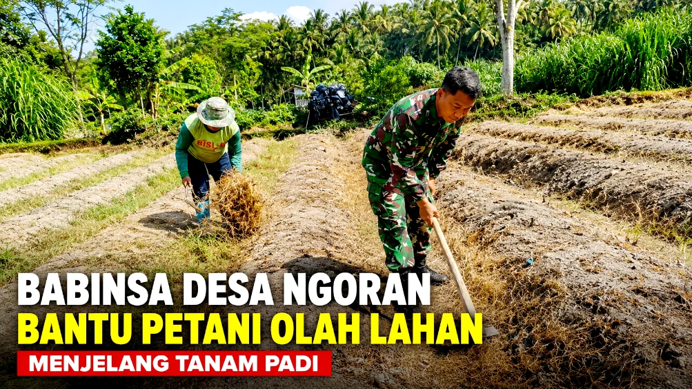 Babinsa Desa Ngoran Bantu Petani Olah Lahan Menjelang Tanam Padi