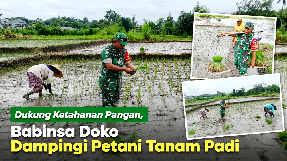 Dukung Ketahanan Pangan, Babinsa Doko Dampingi Petani Tanam Padi