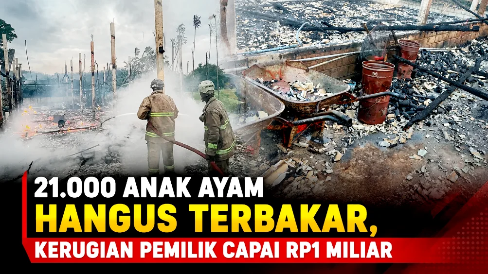 21.000 Anak Ayam Hangus Terbakar, Kerugian Pemilik Capai Rp1 Miliar