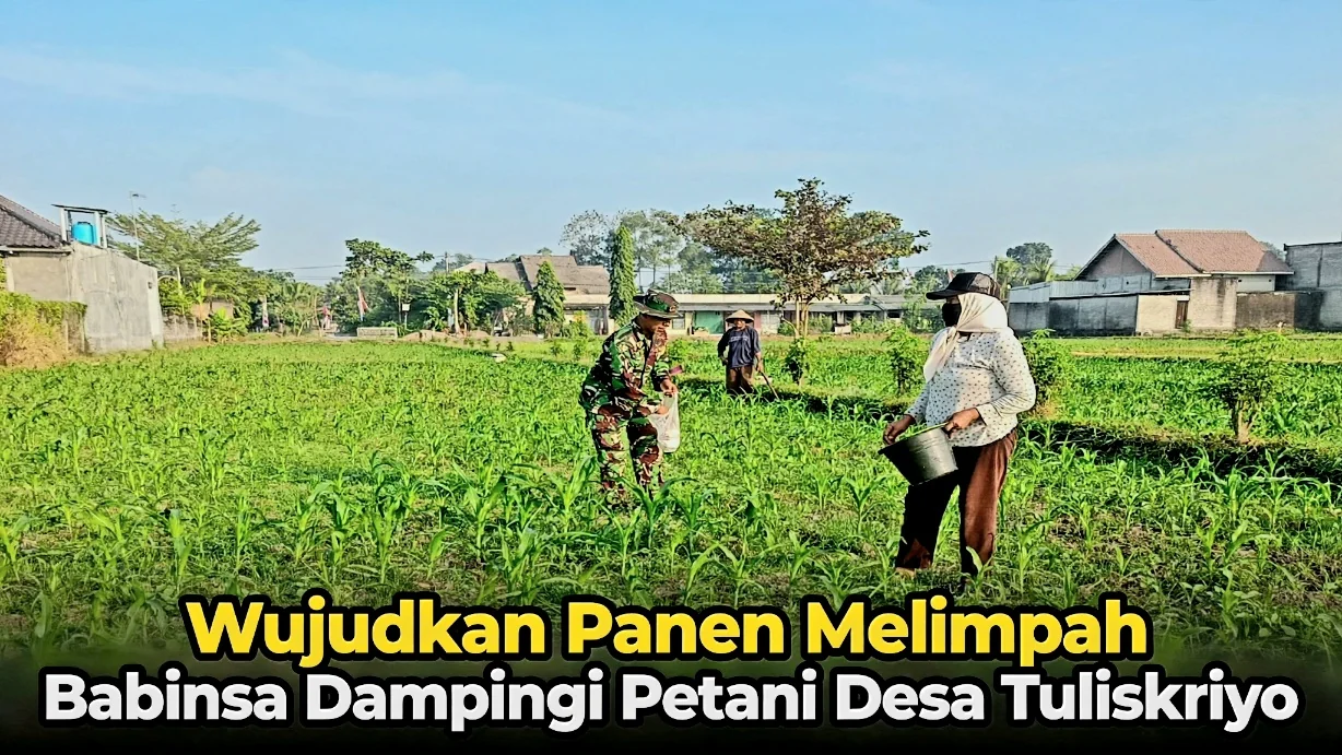 Wujudkan Panen Melimpah, Babinsa Dampingi Petani Desa Tuliskriyo