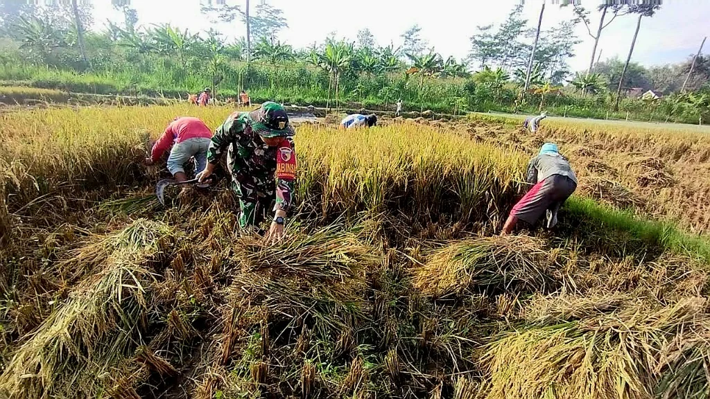 Babinsa Binangun Dampingi Panen Raya Padi Desa Sambigede Blitar