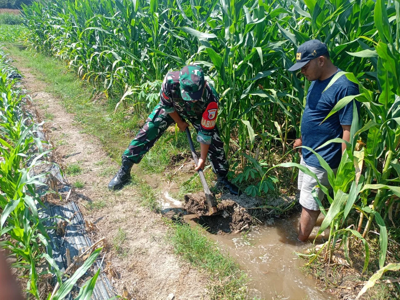 Dukung Pangan Nasional: Sinergi TNI dan Petani Jaga Irigasi Jagung