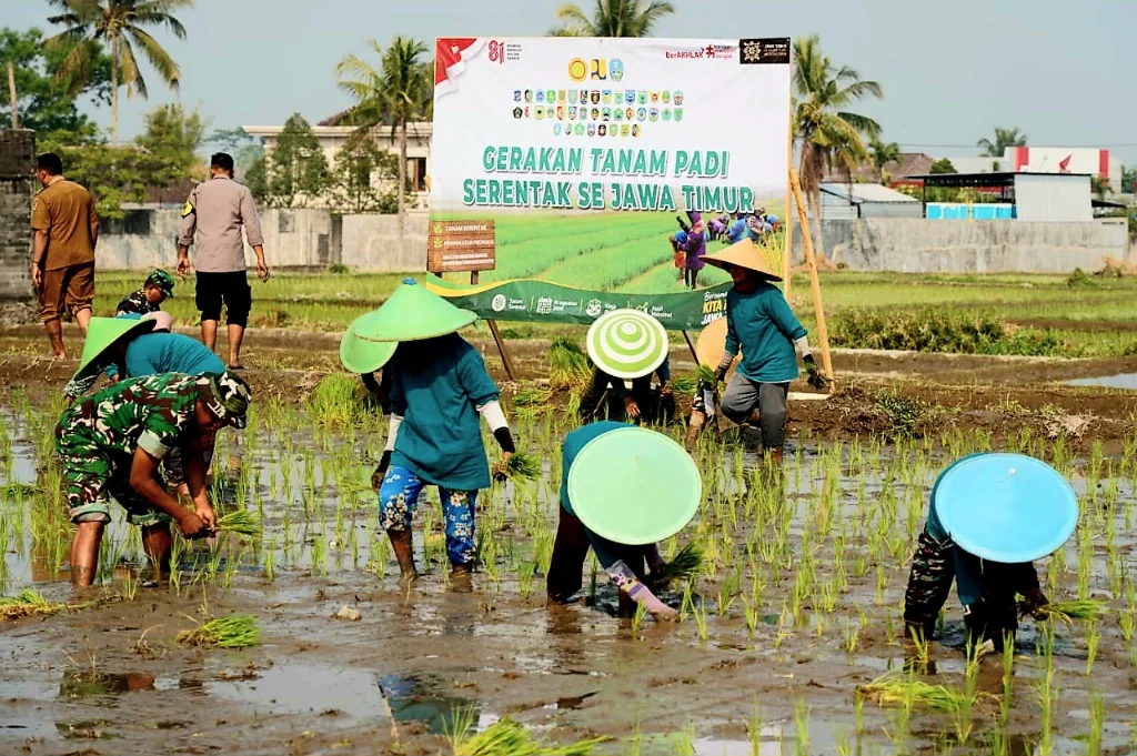Dorong Swasembada Pangan, Koramil Wlingi dan Petani Gelar Tanam Padi Serentak