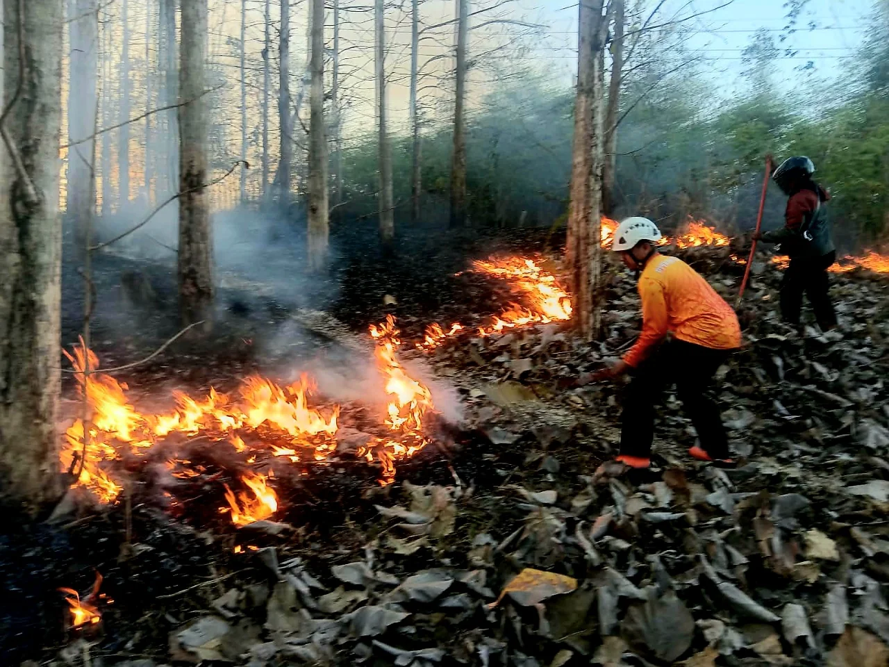 Cepat Tanggap! Babinsa Kaulon Bantu Warga Lokalisir Api di Area Perhutani Blitar