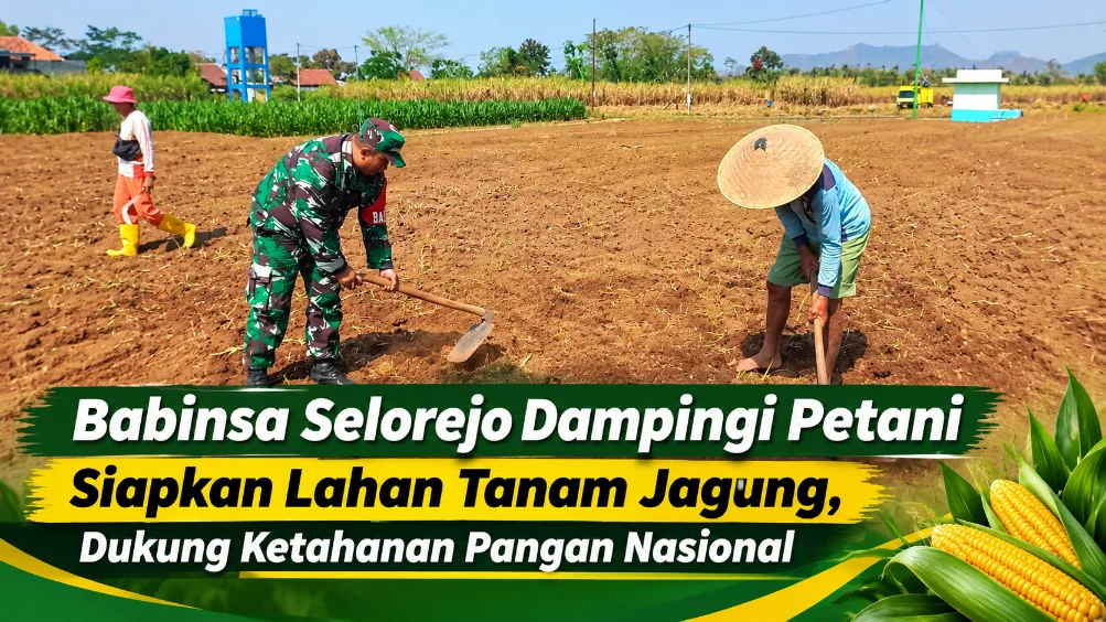Babinsa Selorejo Dampingi Petani Siapkan Lahan Tanam Jagung, Dukung Ketahanan Pangan Nasional
