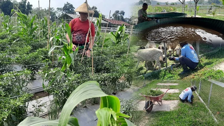 Perkuat Ketahanan Pangan, Kompi Produksi Kodim 0808/Blitar Kelola Pertanian–Peternakan–Perikanan Secara Terpadu