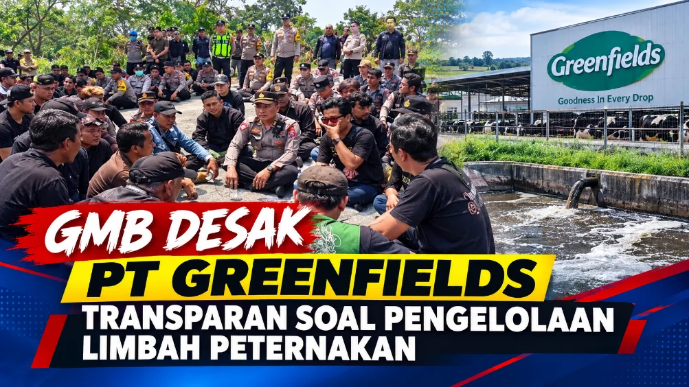 GMB Desak PT Greenfields Transparan Soal Pengelolaan Limbah Peternakan